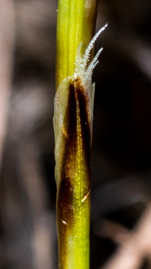 Carex humilis